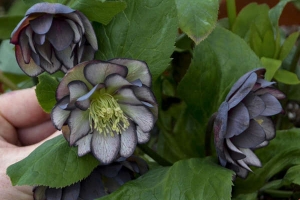 Helleborus 'Black Tie Affair' New 2025